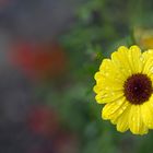 Drops on yellow flower