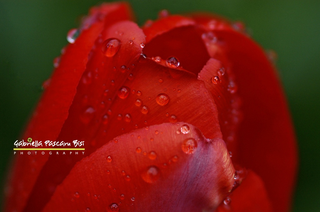 Drops & passion