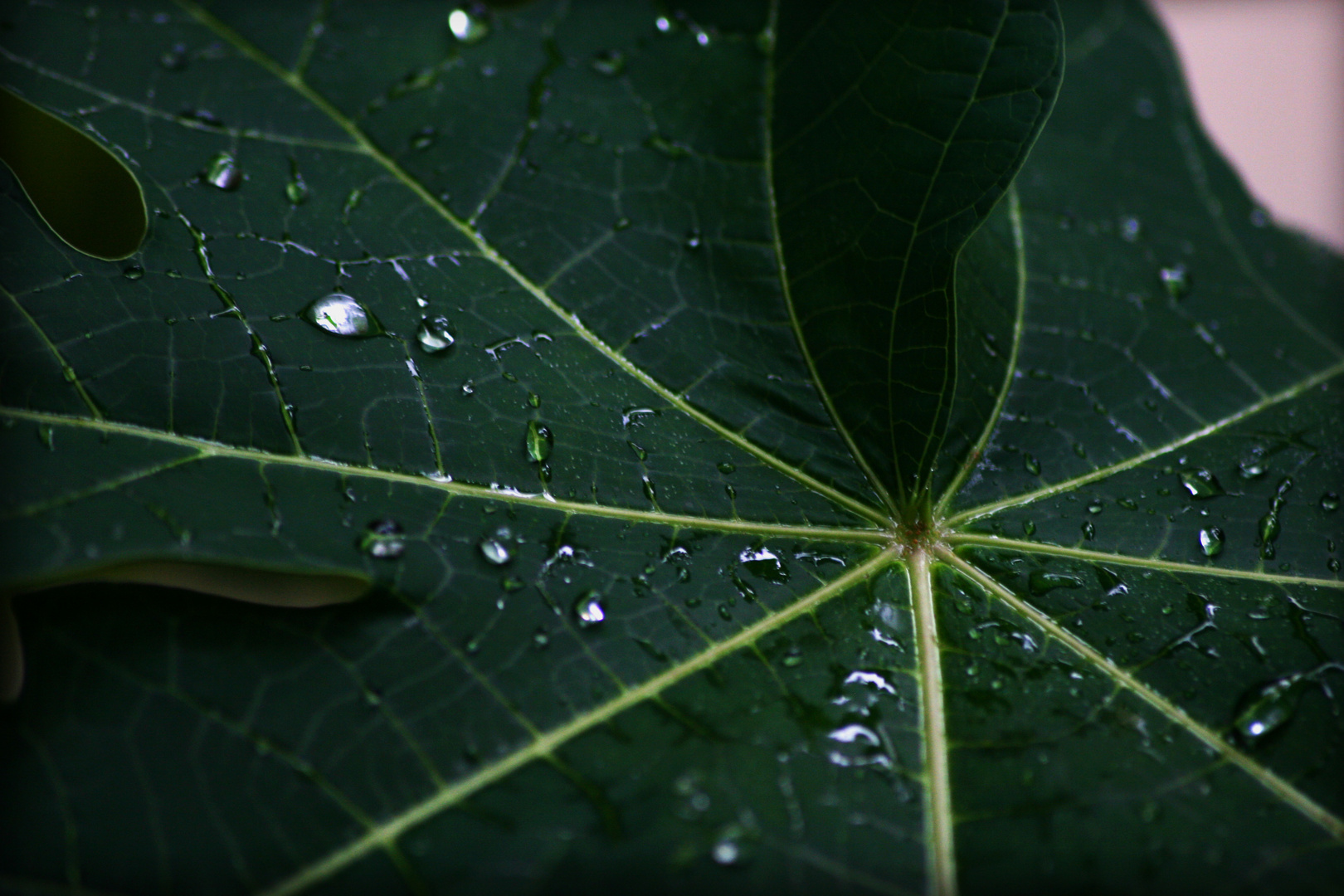 drops_1