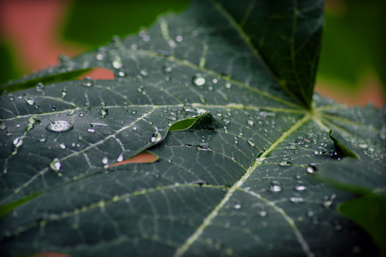 drops_2