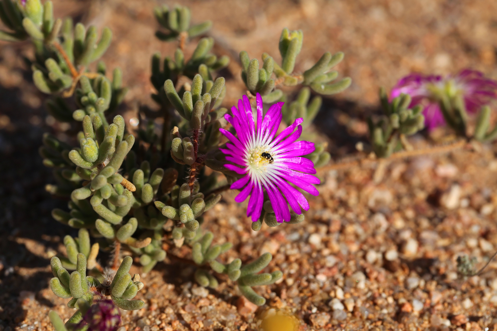 Drosanthemum