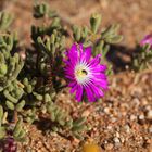 Drosanthemum