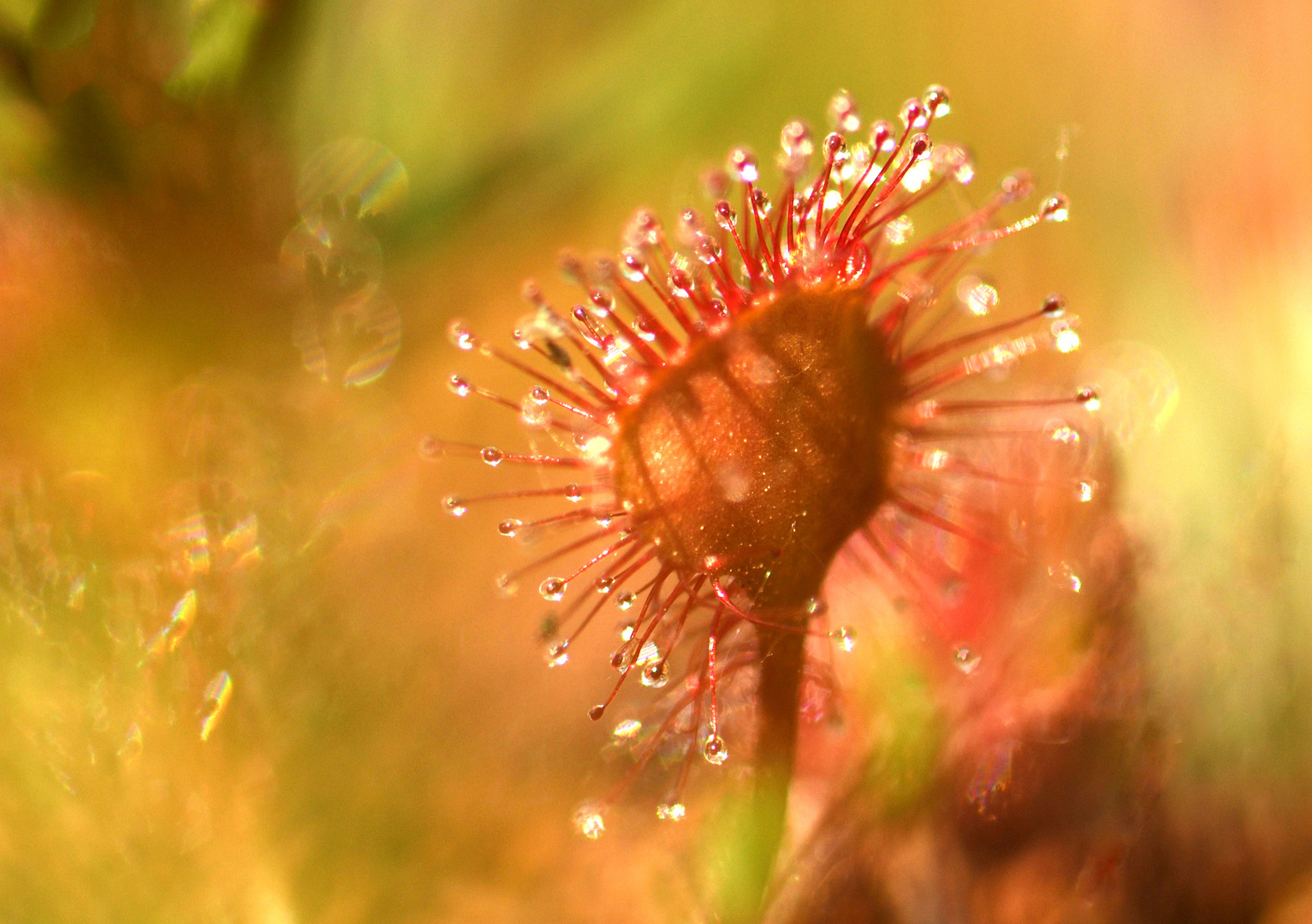 Drosera