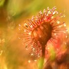 Drosera