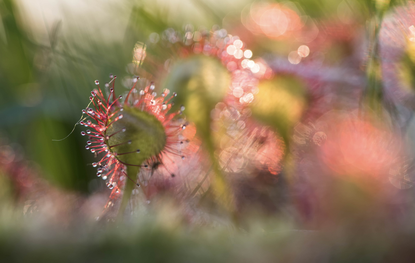 __drosera__