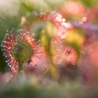 __drosera__