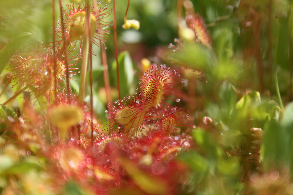 Drosera