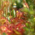 Drosera