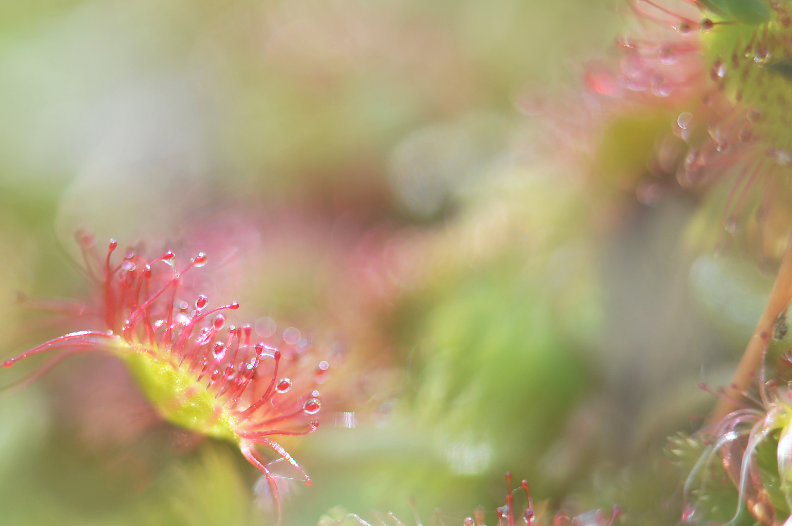 drosera