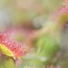 drosera