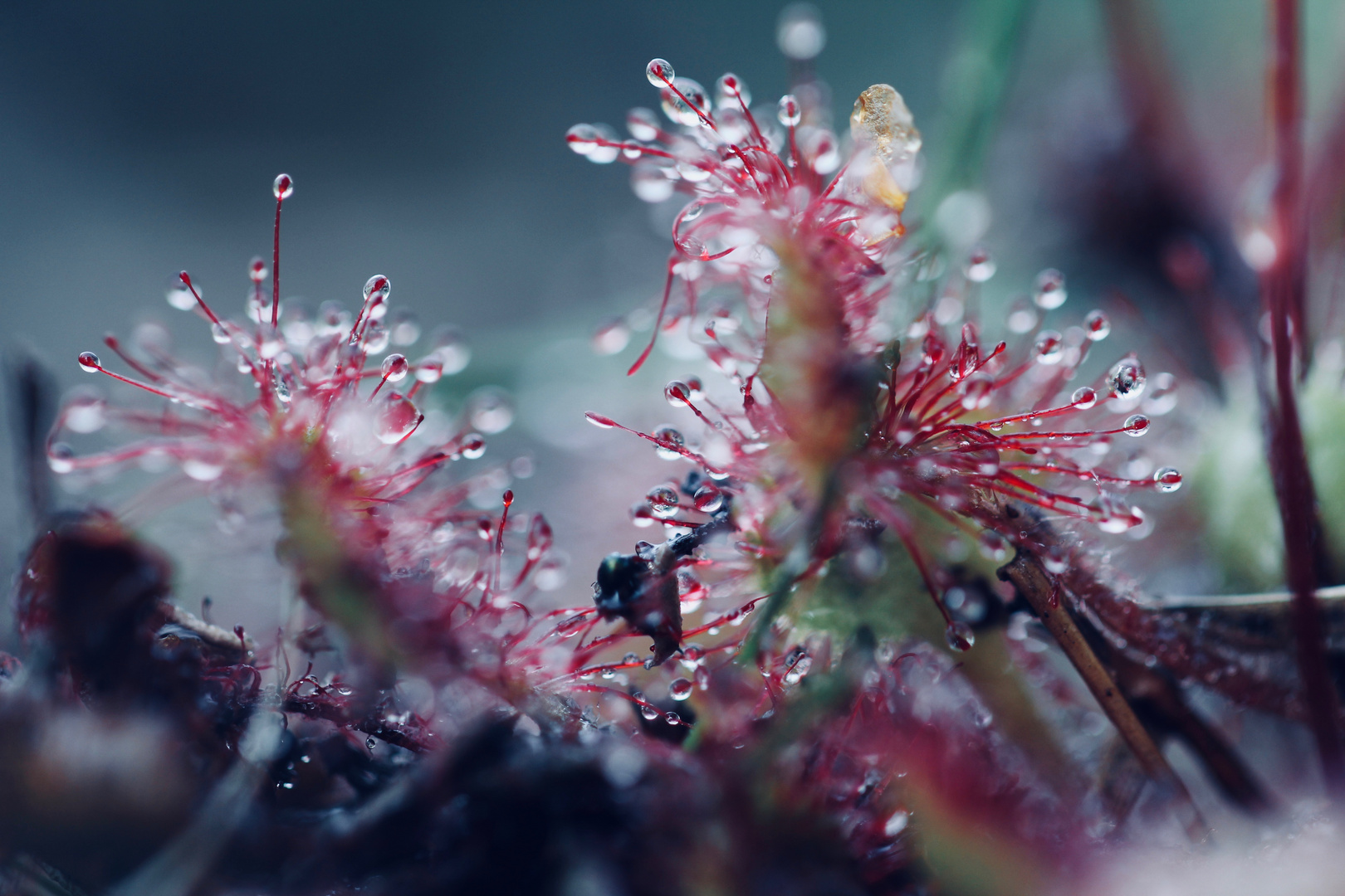 Drosera