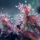 Drosera