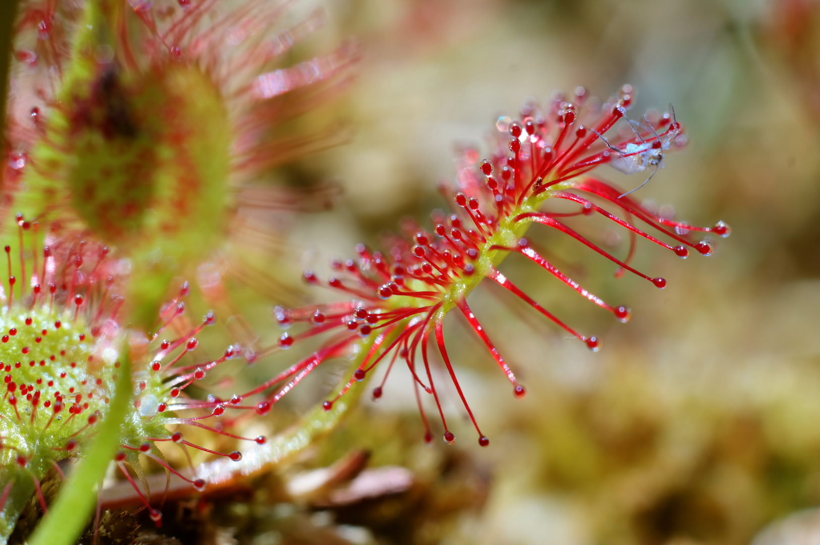 Drosera