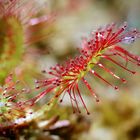 Drosera