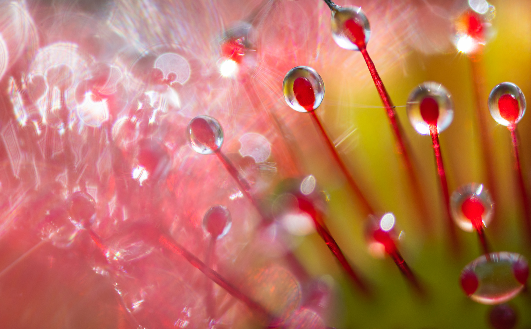 ____drosera__________