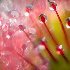 ____drosera__________