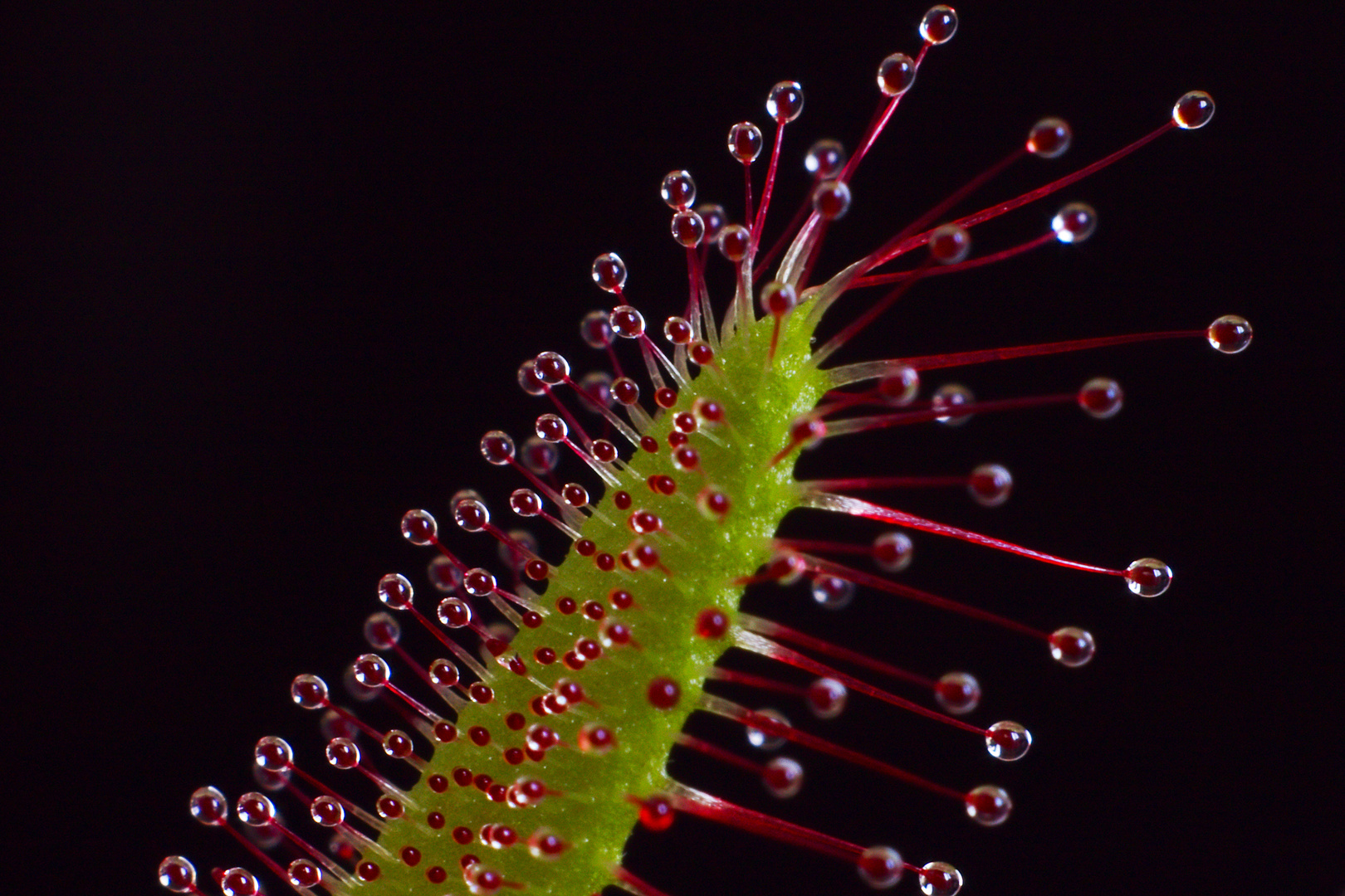 Drosera