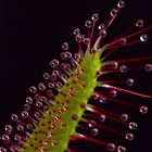 Drosera