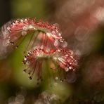 Drosera