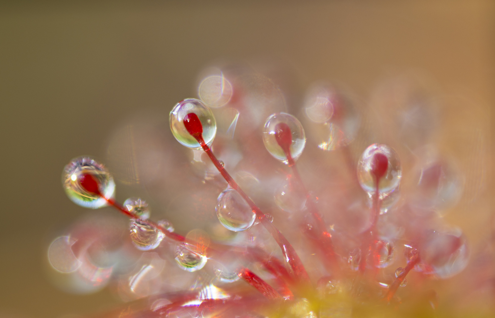 ____drosera______