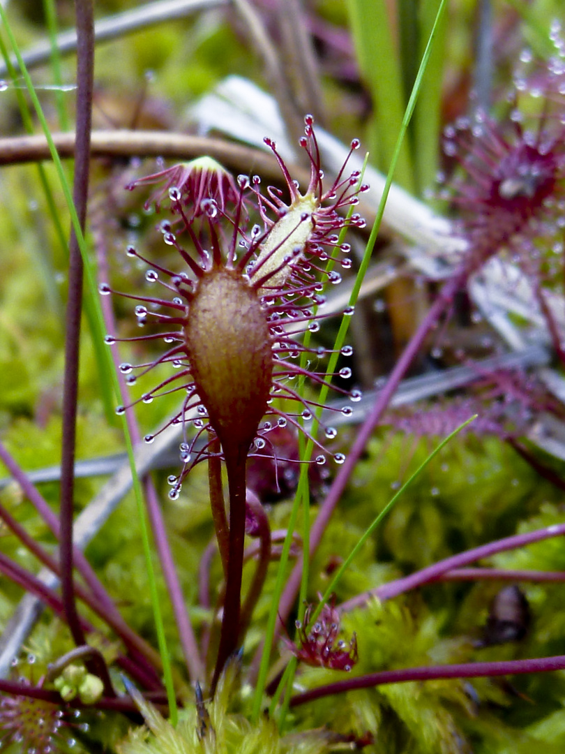 Drosera