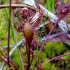 Drosera