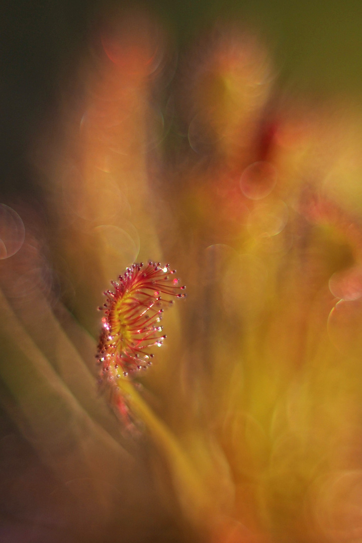 Drosera