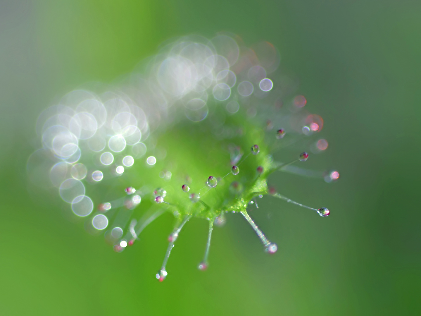 Drosera