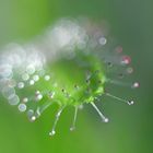 Drosera