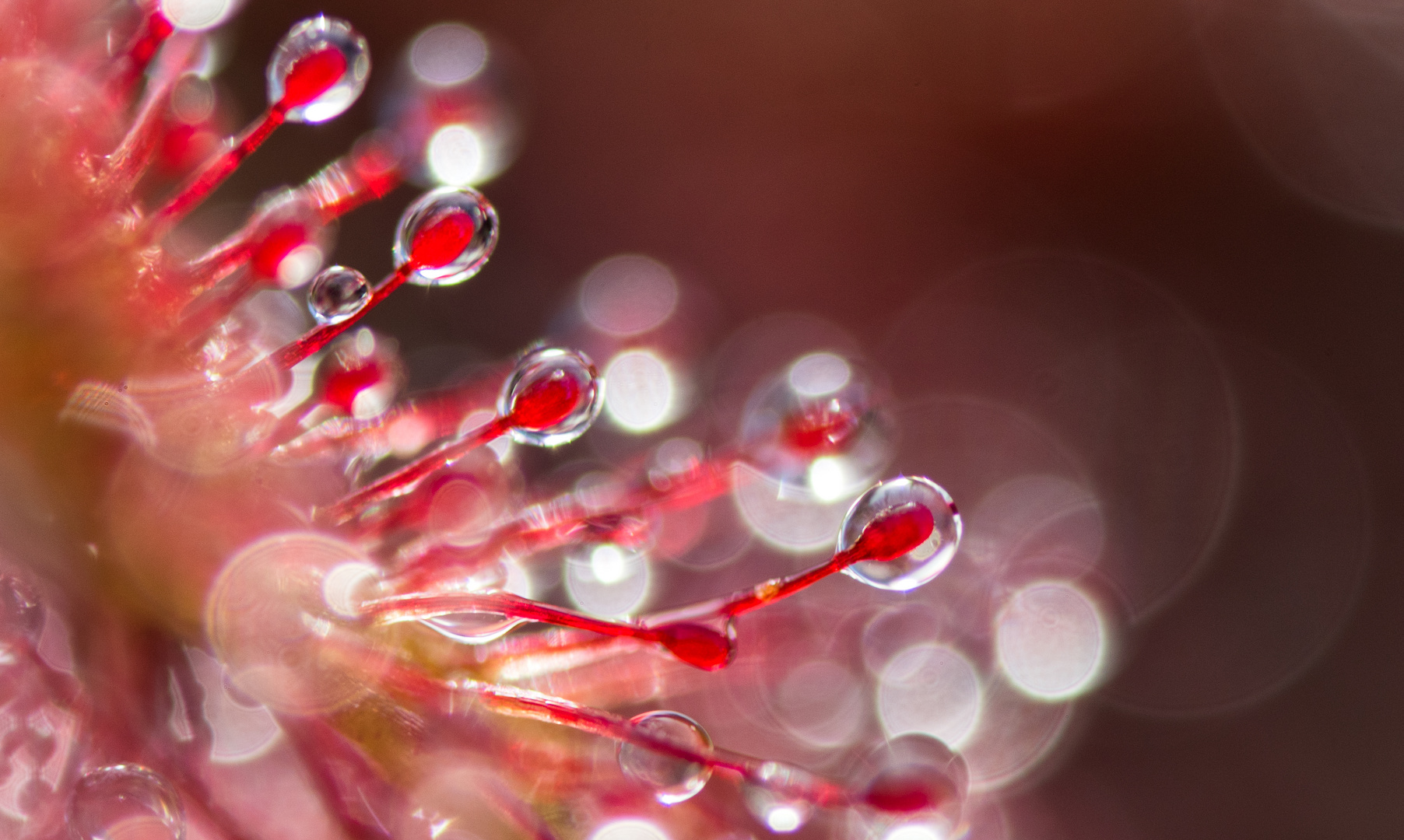 ____drosera_______