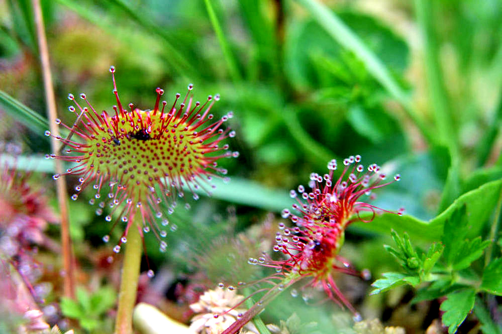 Drosera (à feuilles rondes ?) - Drosera ( rotundifolia ?) L.