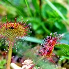 Drosera (à feuilles rondes ?) - Drosera ( rotundifolia ?) L.