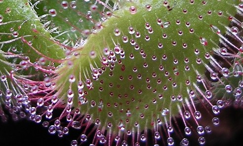 drosera aliciae