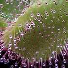 drosera aliciae