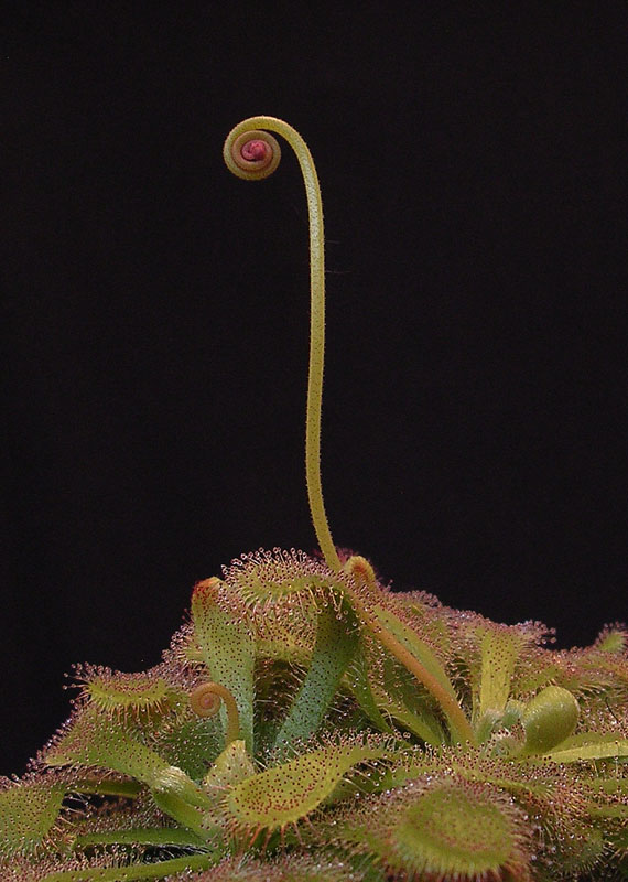 Drosera Aliciaes erstes Kind