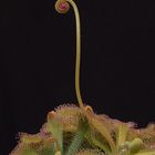 Drosera Aliciaes erstes Kind