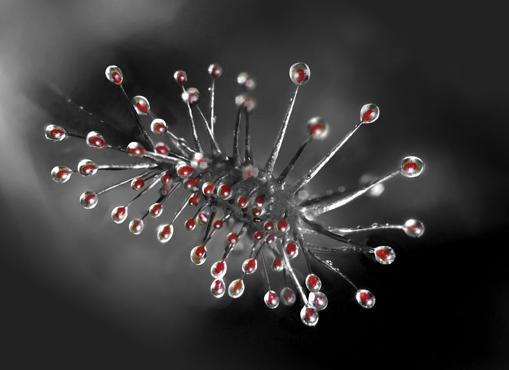 Drosera...