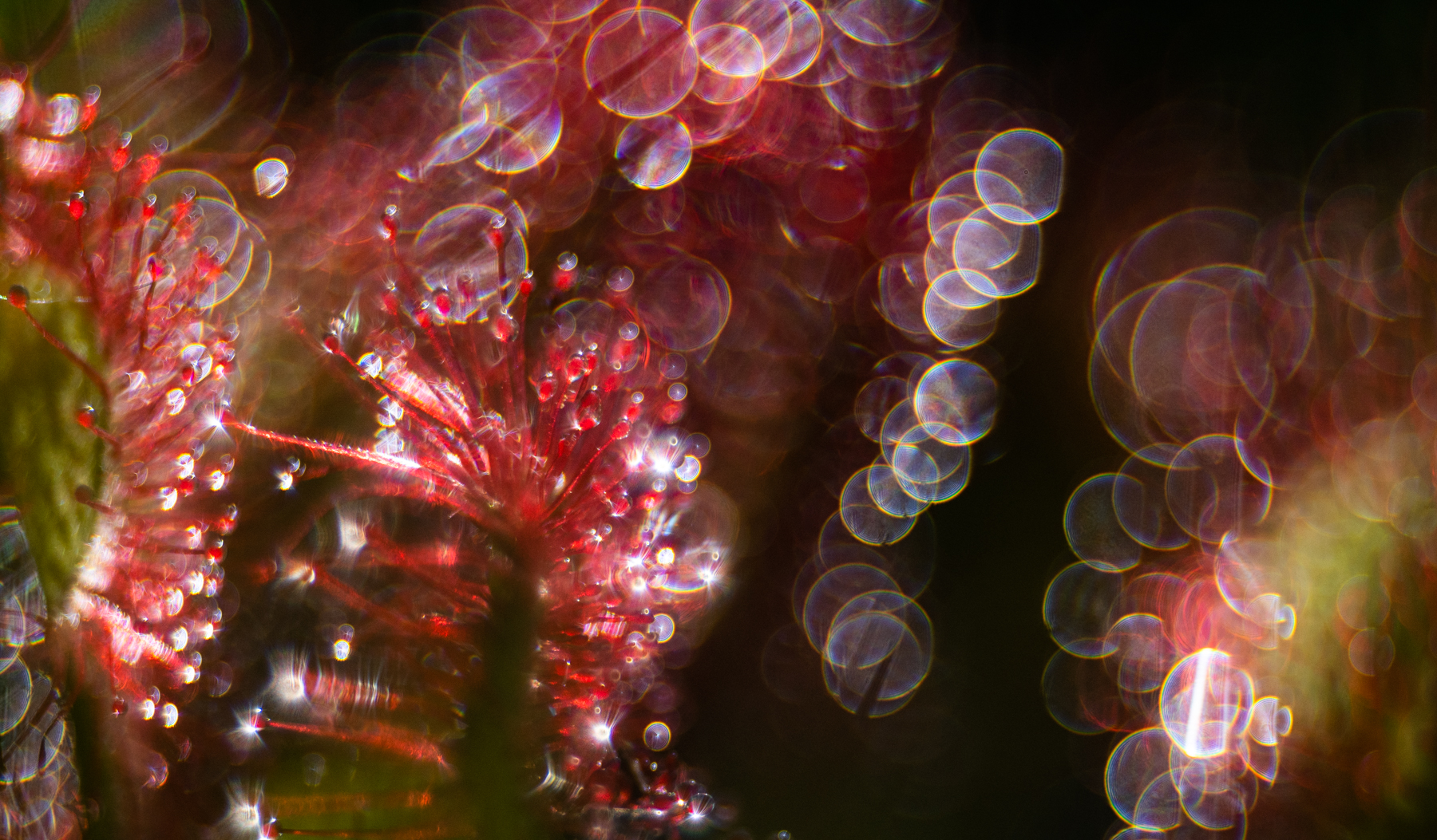 ____Drosera_________