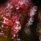 ____Drosera_________