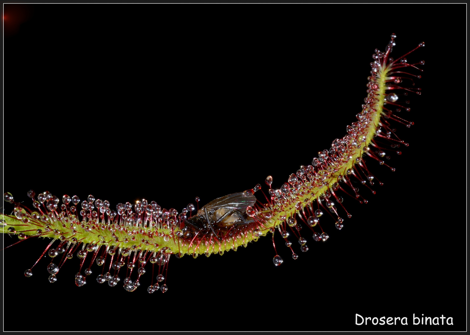 Drosera binata