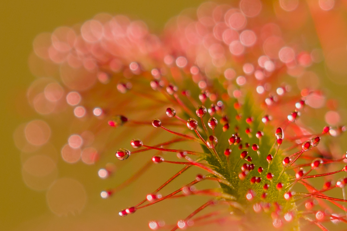 Drosera capensis