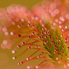 Drosera capensis