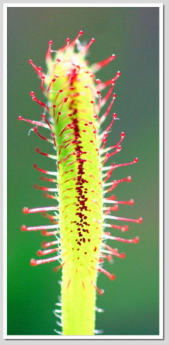 Drosera capensis