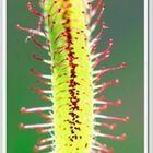 Drosera capensis