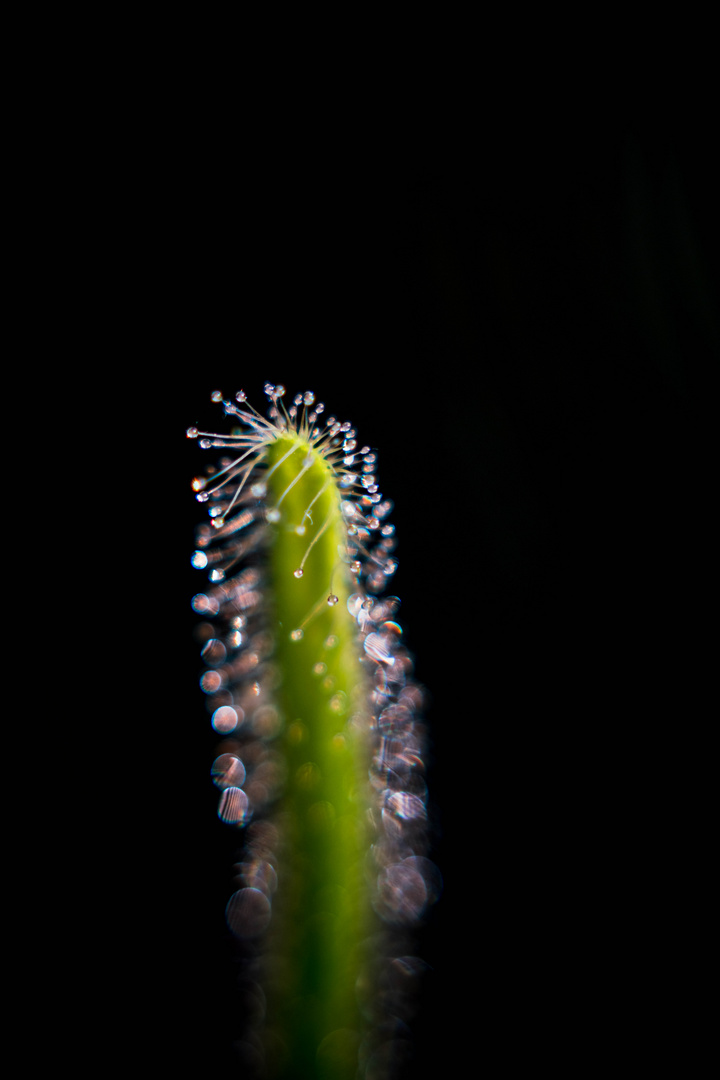 Drosera Capensis