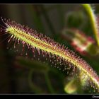 Drosera capensis