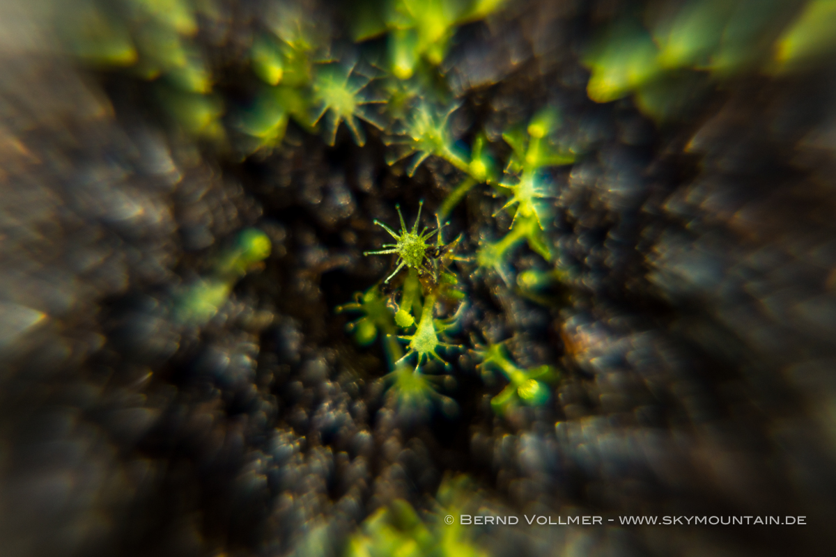 Drosera capensis Sämlinge mit Tamron 70-200 mm f2.8 + 10x Nahlinse