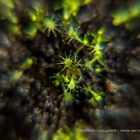 Drosera capensis Sämlinge mit Tamron 70-200 mm f2.8 + 10x Nahlinse