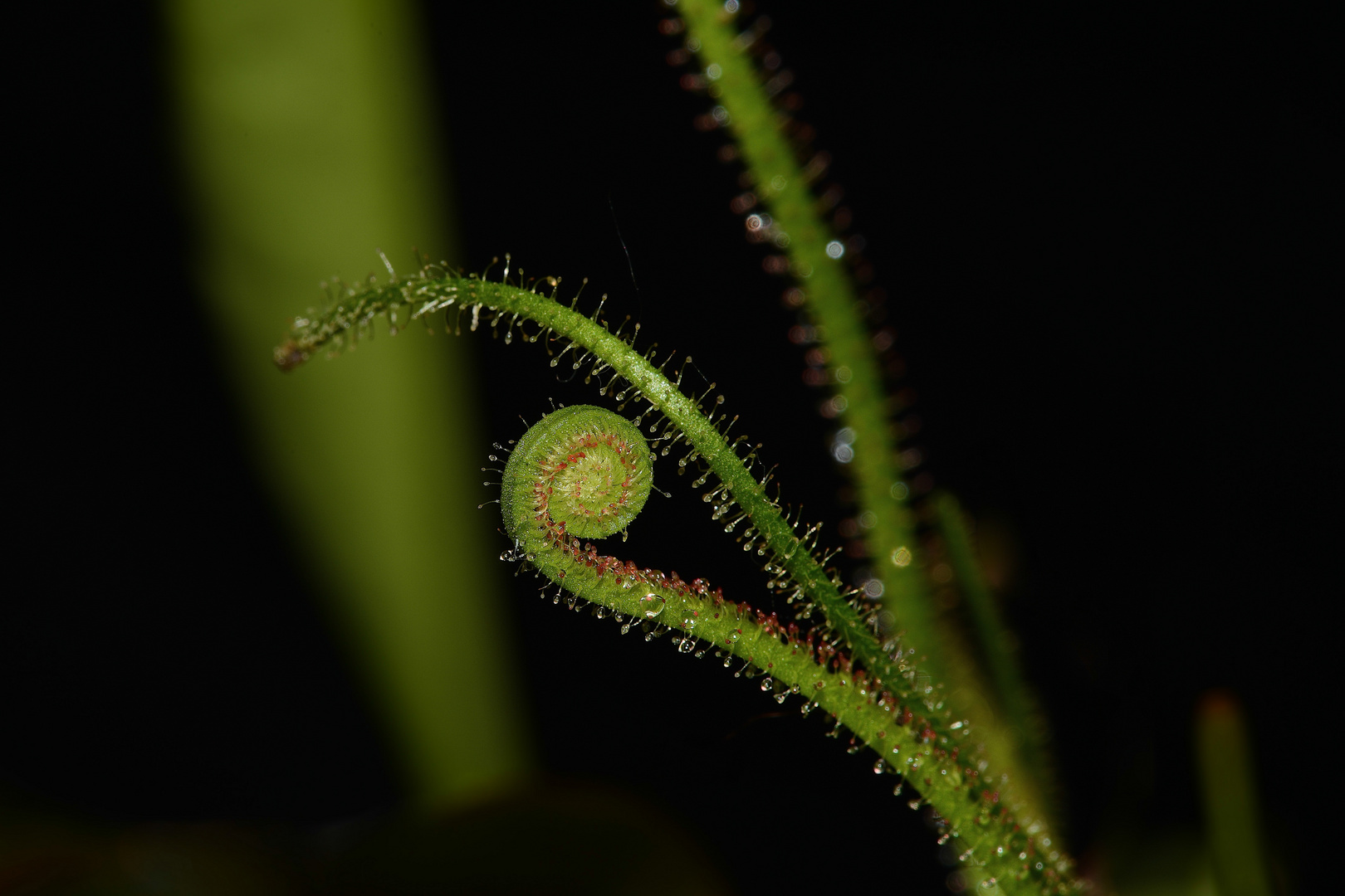 Drosera filiformis (Nordamerika)