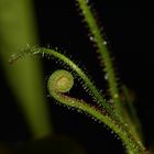 Drosera filiformis (Nordamerika)